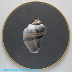 Melongena melongena (L., 1758) - Imagem 2