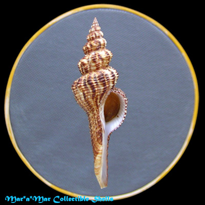 Fusinus strigatus (Philippi, 1851)