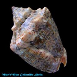 Alternative view of Voluta musica Linnaeus, 1758