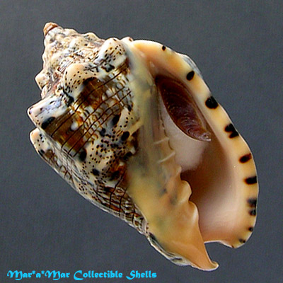 Voluta musica Linnaeus, 1758