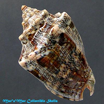 Voluta musica Linnaeus, 1758 - Image 2