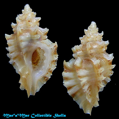 Pazinotus bodarti P.M.Costa, 1993