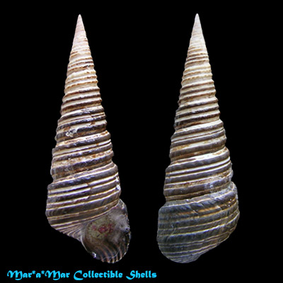 Turritella cingulata Sowerby, 1825