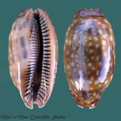 Macrocypraea zebra Linnaeus, 1758
