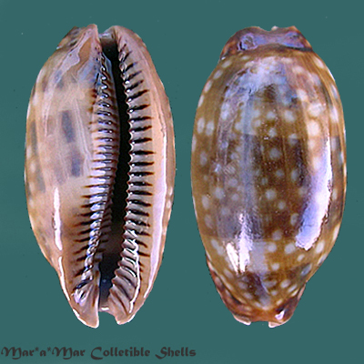 Macrocypraea zebra Linnaeus, 1758