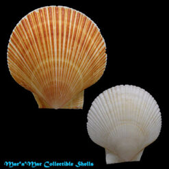 Chlamys patagonica (King & Broderip, 1832)