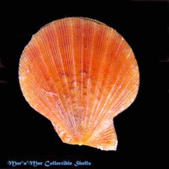 Chlamys multisquamata (Dunker, 1864)