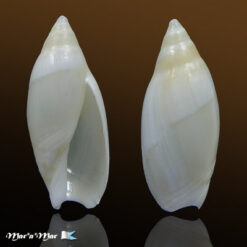 Amalda josecarlosi Pastorino, 2003