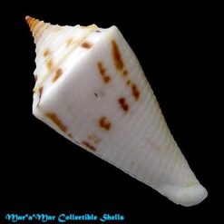 Alternative view of Conus arcuatus Broderip & Sowerby, 1829