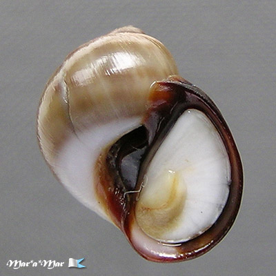 Natica livida Pfeiffer,1840