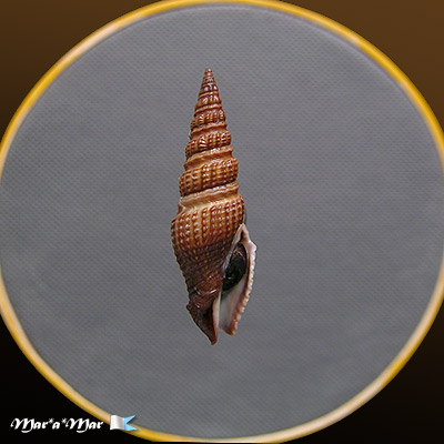 Hindsiclava jungi (Macsotay & Campos, 2001)