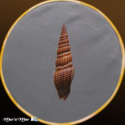 Hindsiclava jungi (Macsotay & Campos, 2001) - Image 2