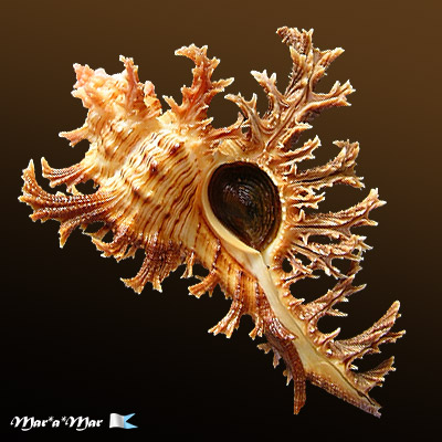 Chicoreus spectrum (Reeve, 1846)