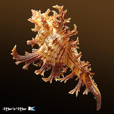 Chicoreus spectrum (Reeve, 1846) - Imagem 2