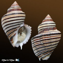 Opeatostoma pseudodon (Burrow, 1815)