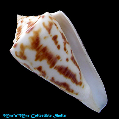 Conus clerii Reeve, 1844