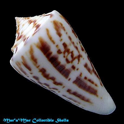 Alternative view of Conus clerii Reeve, 1844