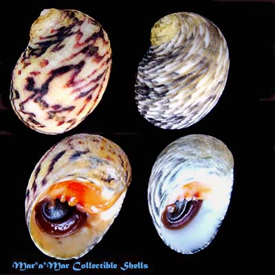 Nerita peloronta Linnaeus, 1758