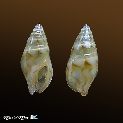 Mitrella lunata (Say, 1826)*