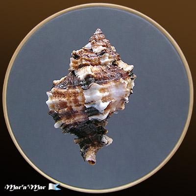 Phyllonotus margaritensis (Abbott, 1958) - Image 2