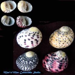 Nerita versicolor Gmelin, 1791