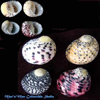 Nerita versicolor Gmelin, 1791