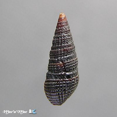 Buchema cf. nigra - Image 2