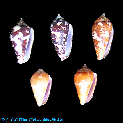 Parametaria macrostoma, Reeve 1859