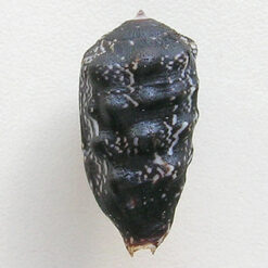 Morum tuberculosum Reeve, 1842