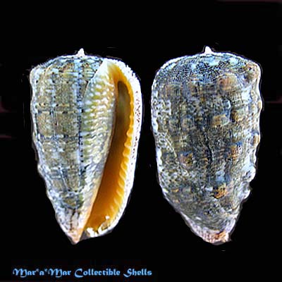 Morum tuberculosum Reeve, 1842