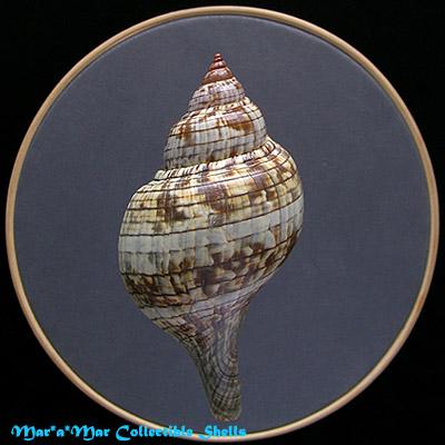 Fasciolaria tulipa hollisteri Weisbord, 1962 - Imagem 2