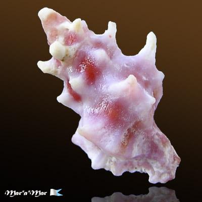 Muricopsis warreni Petuch, 1993 - Imagem 2