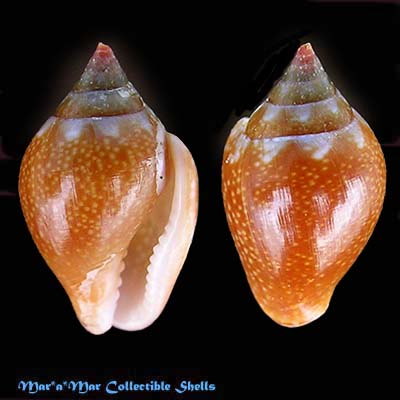 Columbella fuscata Sowerby, 1832