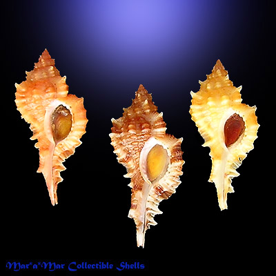 Siratus coltrorum E. Vokes, 1991