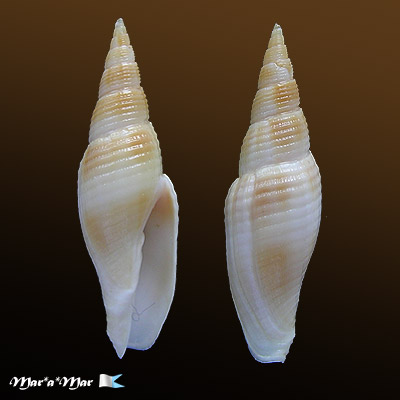 Cancilla larranagai (Carcelles, 1947)