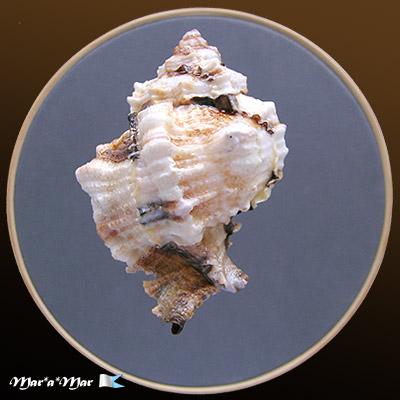 Phyllonotus margaritensis (Abbott, 1958) - Imagem 2