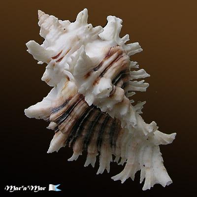 Chicoreus brevifrons (Lamarck, 1822) - Imagem 2