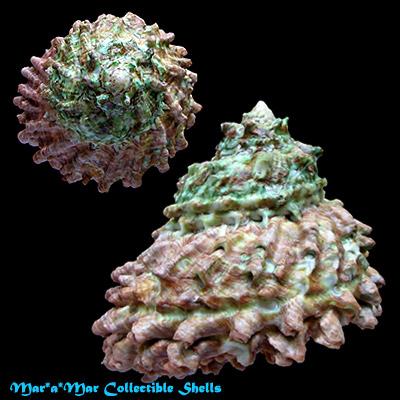 Astraea caelata (Gmelin, 1791) - Imagem 2