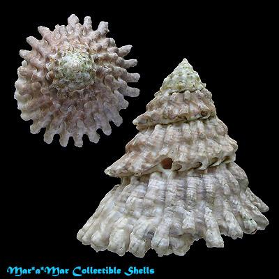Lithopoma tectum tectum (Lightfoot, J. in Solander, 1786) - Imagem 2