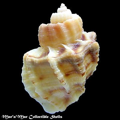 Scalptia withrowi (Petit, R.E., 1976) - Image 2