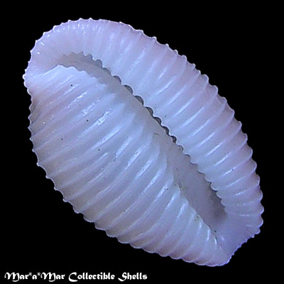 Trivia pacifica (Sowerby, 1832)