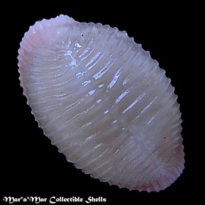 Alternative view of Trivia pacifica (Sowerby, 1832)