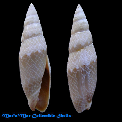 Scabricola fissurata (Lamarck, 1811)