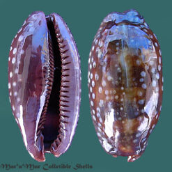 Macrocypraea cervinetta Kiener, 1843