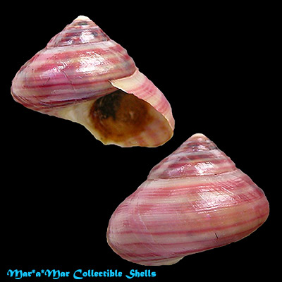 Photinula taeniata (Wood, 1828)