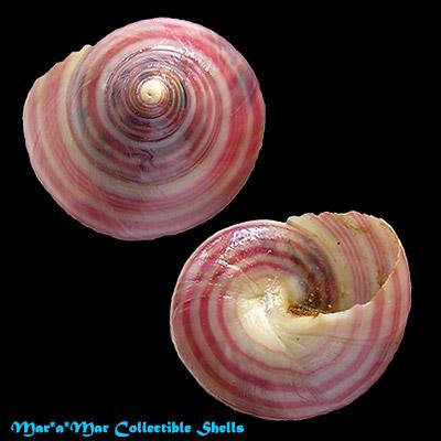 Alternative view of Photinula taeniata (Wood, 1828)