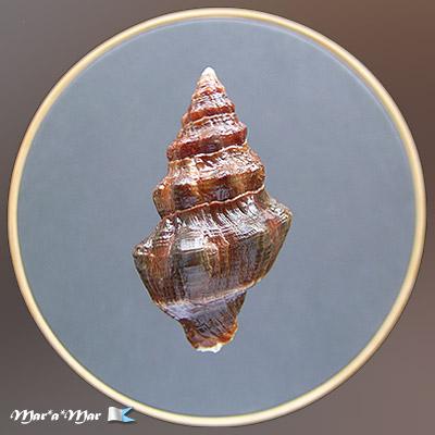 Leucozonia nassa (Gmelin, 1791) - Imagem 2