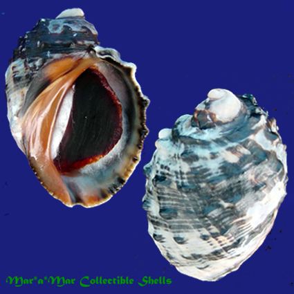 Purpura patula (Linné,1758)