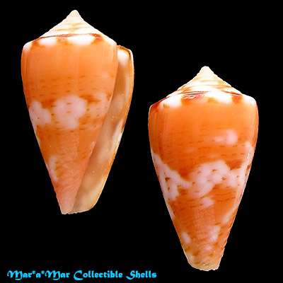 Conus mauricioi Coltro, 2004