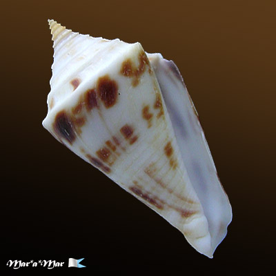 Conus arcuatus Broderip & Sowerby, 1829